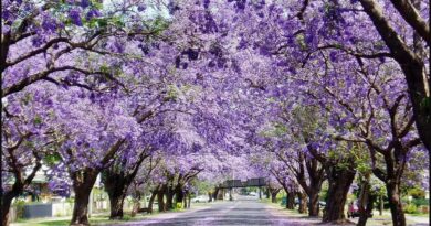 THE BEAUTIFUL TREES OF THE CITY BEAUTIFUL